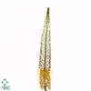 EREMURUS ORANGE PRIN