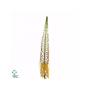 Eremurus Orange Prin