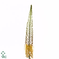 <h4>Eremurus Orange Prin</h4>