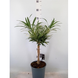 Dracaena refl.   ...