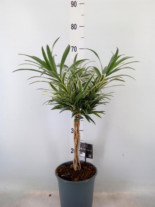 <h4>Dracaena refl.   ...</h4>