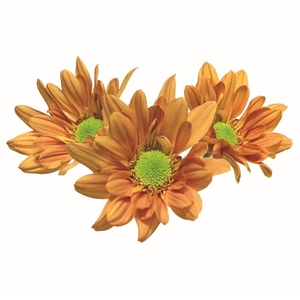 CRISANTEMO ORANGE REAGAN 080 CM