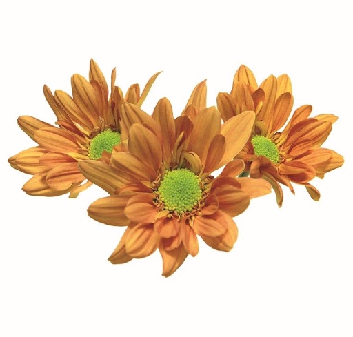 <h4>CRISANTEMO ORANGE REAGAN 080 CM</h4>