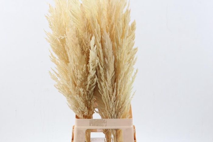 Cortaderia Fluffy White Medium