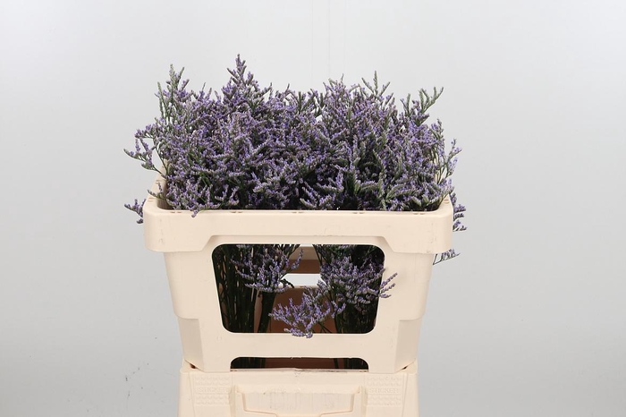 <h4>Lim Ov Skylight</h4>