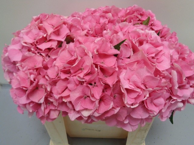 <h4>HYDR M ROYAL LOVE</h4>