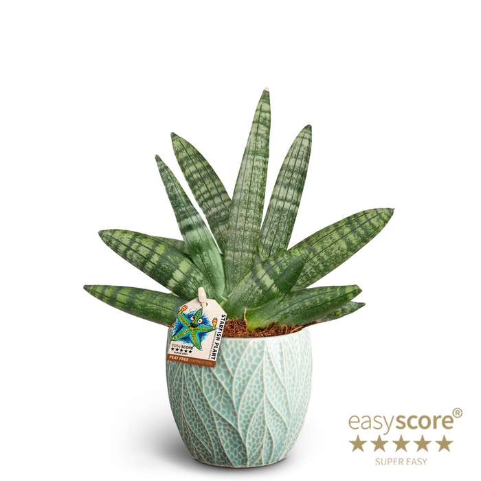 SANSEVIERIA BONCELLENSIS P10 LEAF