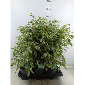 Ficus benja. 'Twilight'