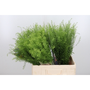 Lepidium Green Bell