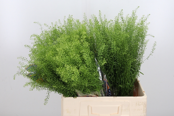 <h4>Lepidium Green Bell</h4>