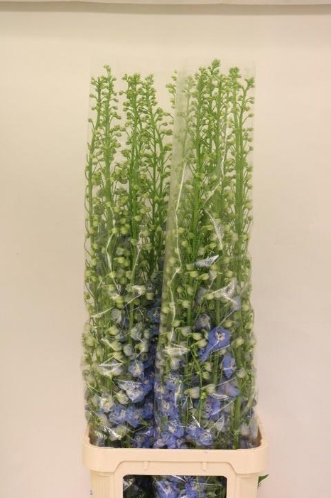 <h4>DELPH DU AUR L BLUE</h4>