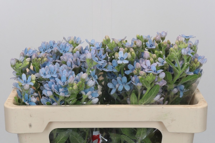 <h4>Oxypetalum Tweedia Blue</h4>
