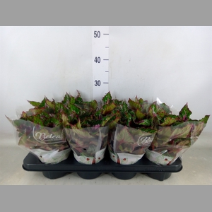 Begonia BD 'Beleaf Alaska Creek'