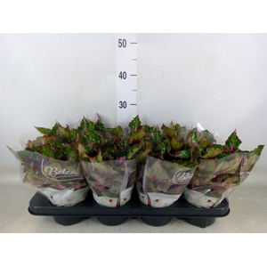 Begonia BD 'Beleaf Alaska Creek'