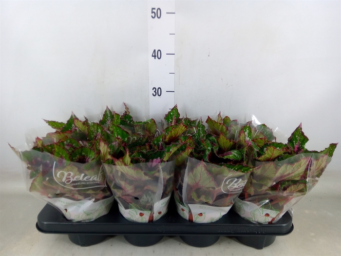 <h4>Begonia BD 'Beleaf Alaska Creek'</h4>