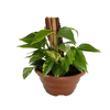 JIBOIA VERDE C21