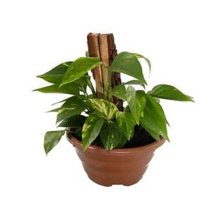 JIBOIA VERDE C21