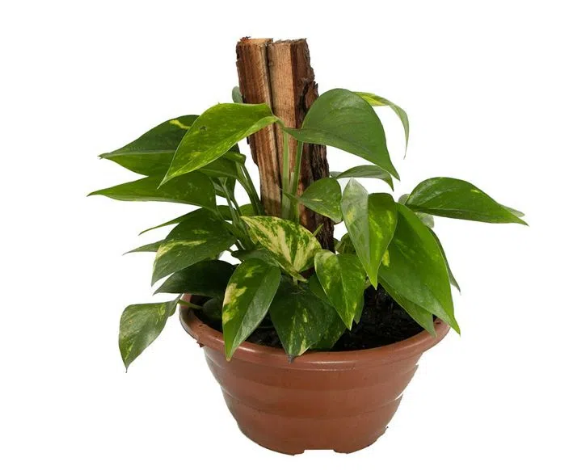 <h4>JIBOIA VERDE C21</h4>