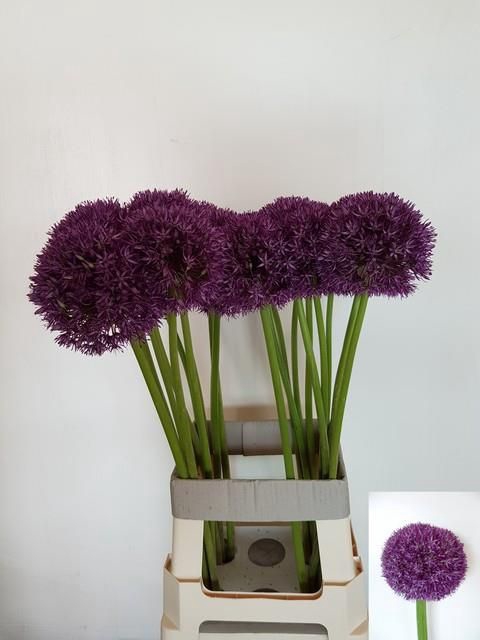 <h4>ALLIUM PINBALL WIZAR</h4>