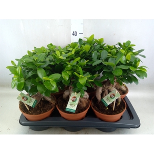 Ficus microcarpa 'Ginseng'