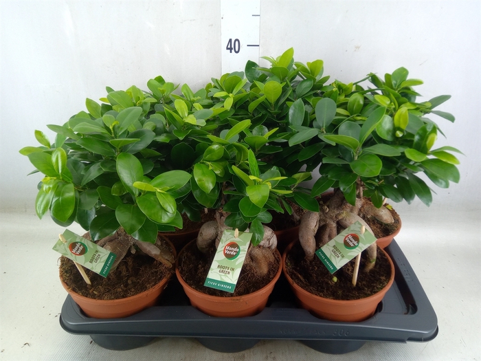 <h4>Ficus microcarpa 'Ginseng'</h4>