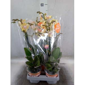 Phalaenopsis  'Bolgheri Lemon'