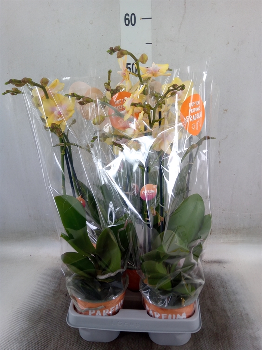 <h4>Phalaenopsis  'Bolgheri Lemon'</h4>