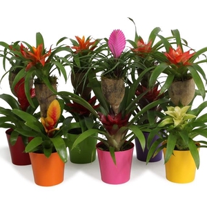 Bromelia op hout