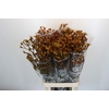 Anigozanthos Gold Fever