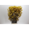 Kangaroo Paw Yellow Gem