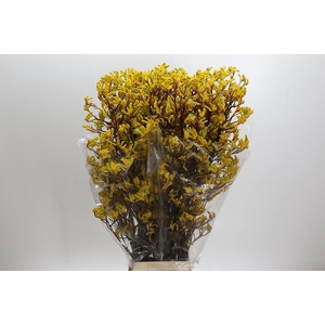 Anigozanthos Yellow Gem