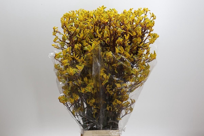 <h4>Kangaroo Paw Yellow Gem</h4>