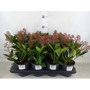Skimmia jap. 'Rubella'