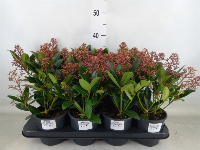 <h4>Skimmia jap. 'Rubella'</h4>