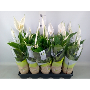 Spathiphyllum  'Torelli'