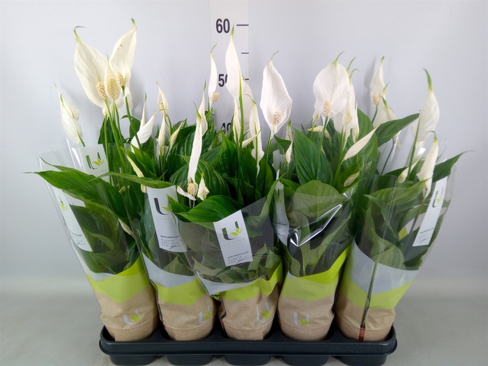 <h4>Spathiphyllum  'Torelli'</h4>