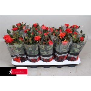 Rosa Kordana Grande Red Mercedes Glitter (Kerst)