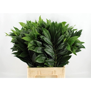 Cocculus 65cm