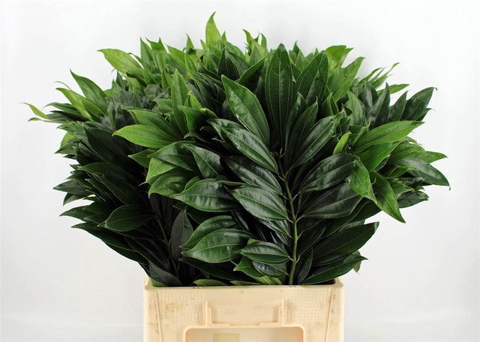 <h4>Cocculus 70cm</h4>