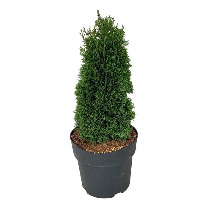 <h4>Thuja occ. 'Maks'</h4>