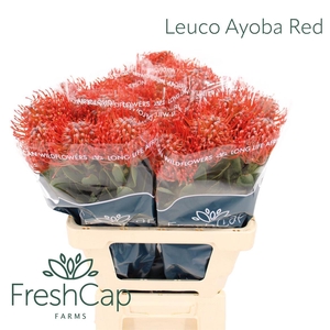 Leuco Ayoba Red