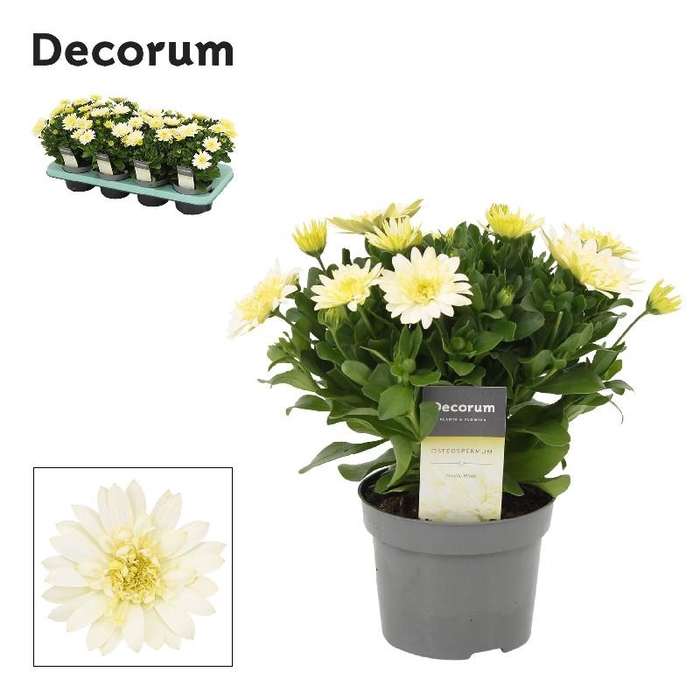 <h4>Osteospermum creme Enrico, beperkt leverbaar</h4>