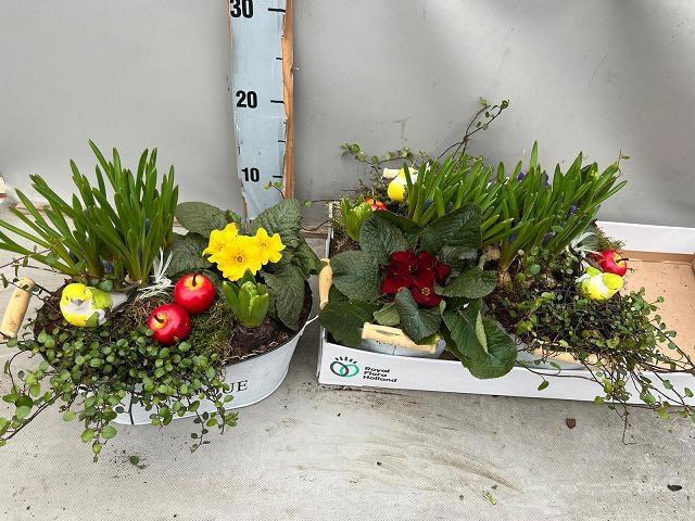 <h4>ARR BOL KNOLGEWAS</h4>