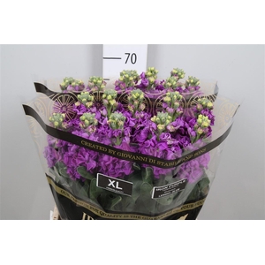 Matth Iron Purple
