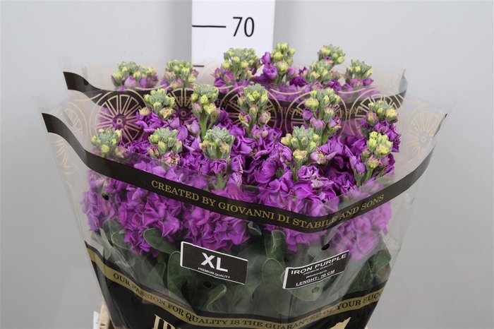 <h4>Matth Iron Purple</h4>