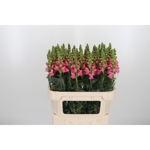 Antirrhinum Po Pink