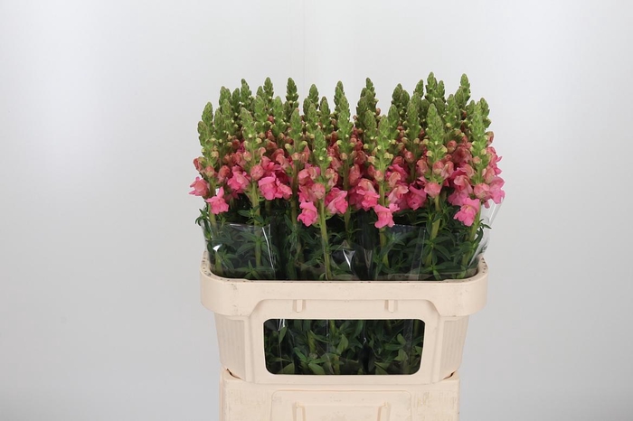 <h4>Antirrhinum Po Pink</h4>