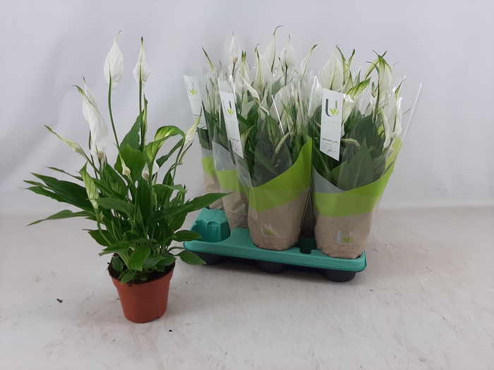 <h4>SPATH TORELLI</h4>