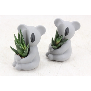 arr3 Demi - Ker. koala kl. x6