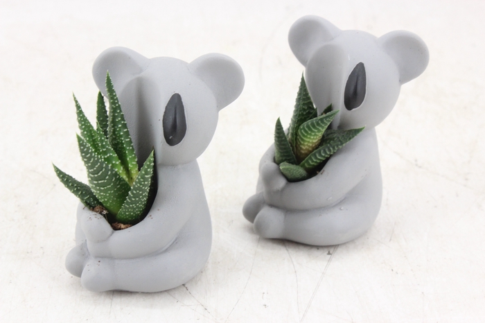 <h4>arr3 Demi - Ker. koala kl. x6</h4>